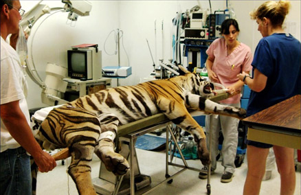 Dr. Conrad and team with a tiger patient